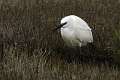 Aigrette garzette 1