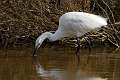 Aigrette garzette 2