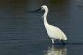 Aigrette garzette 3