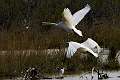 Cygne 1 
