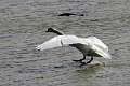 Cygne 2