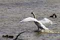 Cygne 3