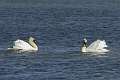 Cygne 4