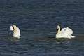 Cygne 5