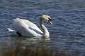 Cygne 6