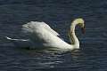Cygne 7