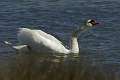 Cygne 8