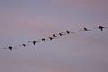 Flamant 4