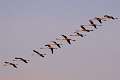 Flamant 5