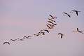 Flamant 6