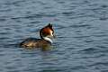 Grebe huppe 1