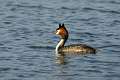 Grebe huppe 2