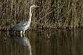 Heron cendre 1