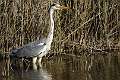 Heron cendre 2