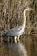 Heron cendre 3