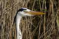 Heron cendre 4