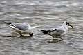 Mouette 1