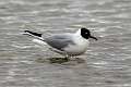 Mouette 2