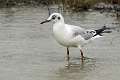 Mouette 3