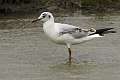 Mouette 4