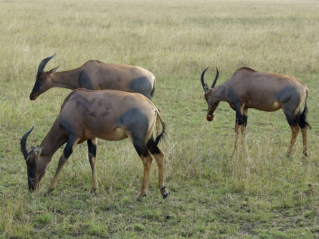 Les antilopes Topi