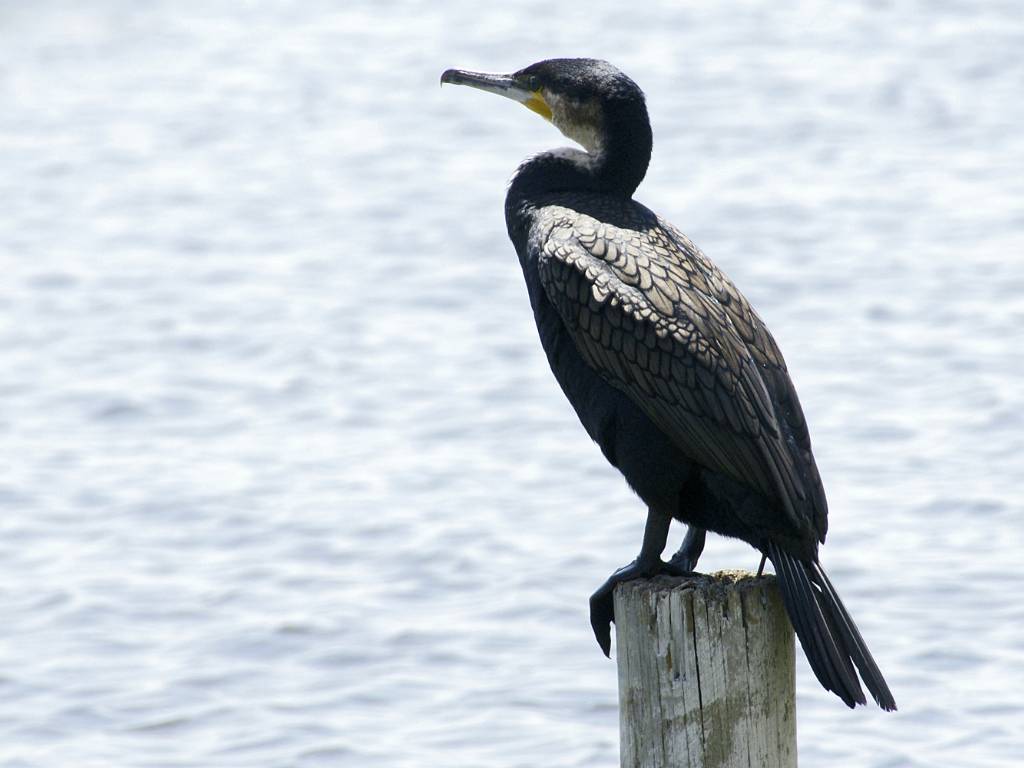 Les cormorans