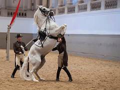 Ecole espagnole d'équitation 07