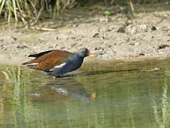 Gallinule poule-d'eau 01