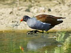 Gallinule poule-d'eau 04