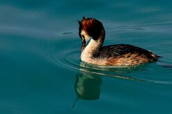 Oiseaux 13