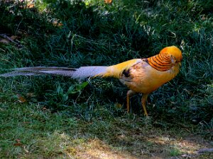 Oiseaux