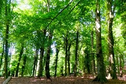 Foresta Umbra 03