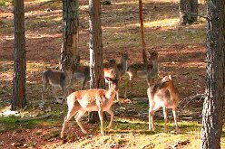 Foresta Umbra 05