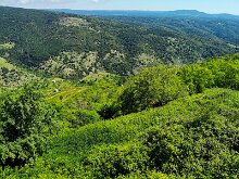 Foresta Umbra 06